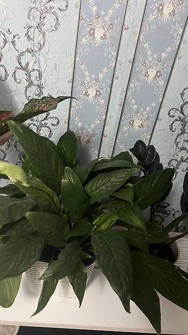 Комнатные растения: Внешний вид и особенности • Листья: Глянцевые, сложные, перристые — 3