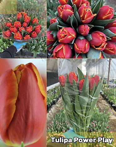 Букеты из живых цветов: ТЮЛЬПАНЫ ИЗ ГОЛЛАНДИИ 50 САНТИМЕТРОВ. ОПТОМ И В РОЗНИЦУ Оптом по — 2