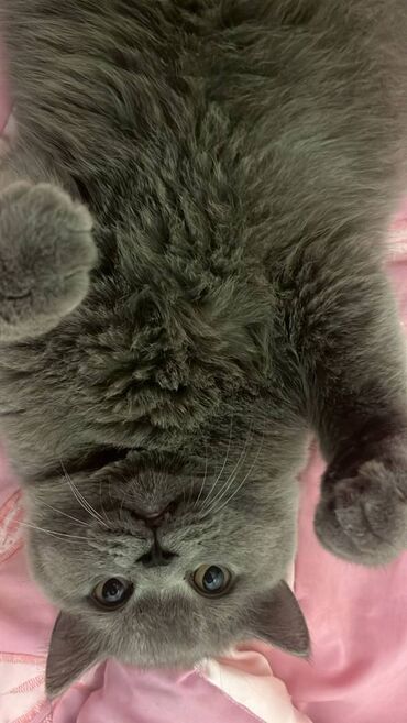 Pişiklər: Şotland, Erkək — 21