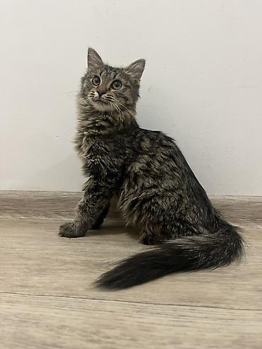 chi su: 🐾 Три котёнка ищут любящих хозяев 🐾 Трое очаровательных котят — 5