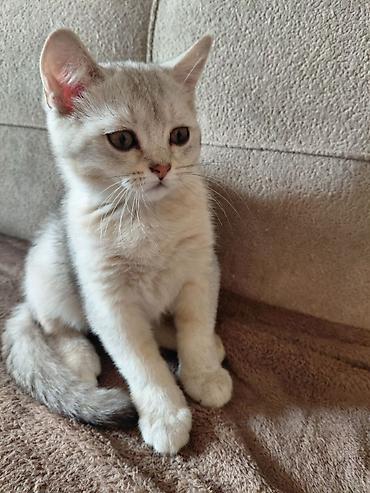 мал кой: 🐾 Британский котёнок, мальчик. Светлый окрас, большие выразительные — 2
