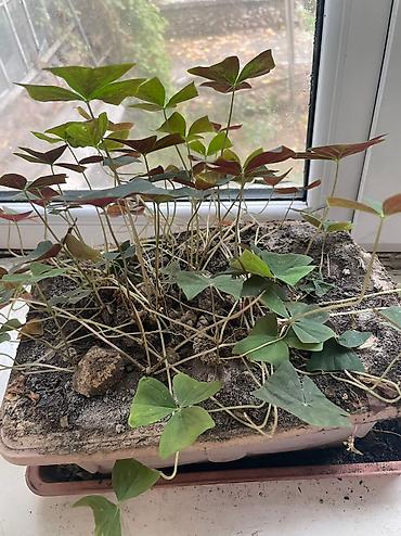 Другие садовые цветы и кустарники: Продаю, точнее отдаю цветы 🍀🍀🍀 ДАРОМ Средние горшки 300 Больше 600 — 9