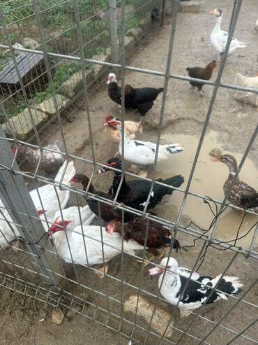 Ördəklər: Dişi, | Lal ördək, Damazlıq — 1