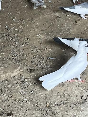 xaski balasi ucuz qiymete: Salam şekilde olan bütün heyvanlar satliq qiymetler ferqlidi hopdum — 2
