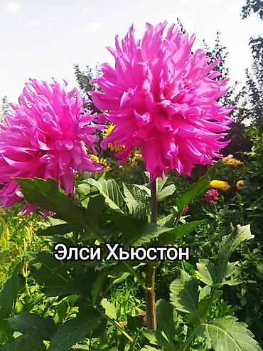 Другие садовые цветы и кустарники: Георгины — сортовые коллекционные. Подажа сортовых коллекционных — 15