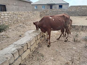bala pisiklər: Salam tam saglam ana balali inekdir balasi erkekdi isdeyen elaqe — 3
