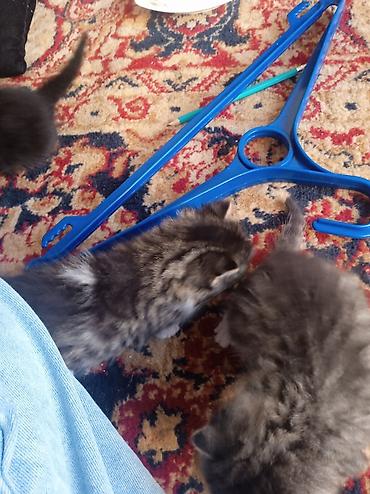 котята серые: Котята домашние, пушистые, с густым мягким подшёрстком. Окрас — серый — 1