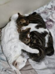 Pişiklər: Türk anqora, Dişi, Yaxşı əllərə, Ünvandan götürmə -da lalafo.az — 20 Pişiklər: Türk anqora, Dişi, Yaxşı əllərə, Ünvandan götürmə — 20