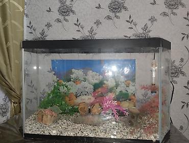 akvarium satilir: Dördbucaq akvarium, 80 l — 3