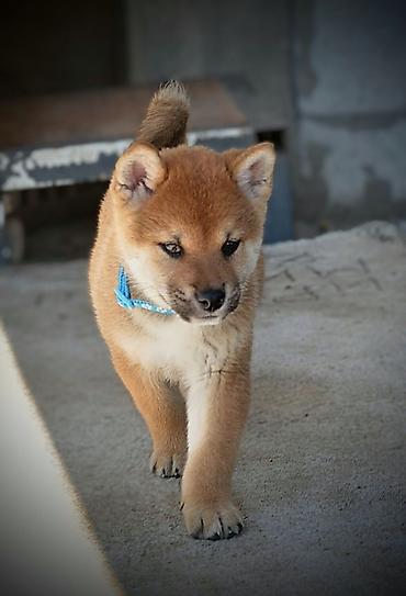 obuca ps: Odgajivačnica 'Kami's little fellows' predstavlja vrhunsko leglo Shiba — 6