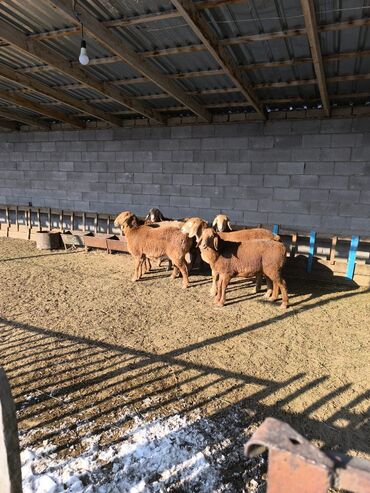 Бараны, овцы: Продаю | Овца (самка), Ягненок | Арашан | Для разведения | Ярка — 10