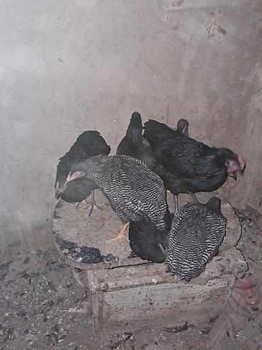 erkey pisik adlari: Toyuq, Yumurtalıq — 4