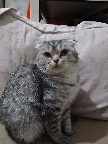 Мышыктар сатылат: Шотландская вислоухая кошка (Scottish Fold) - Окрас: серебристый — 3