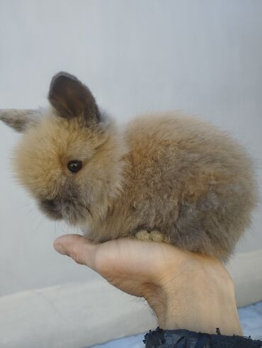 ev dovşan: 41 günlük Aslanbaş karlik dişi dovşan 51 günlük Holland Lop dişi bala