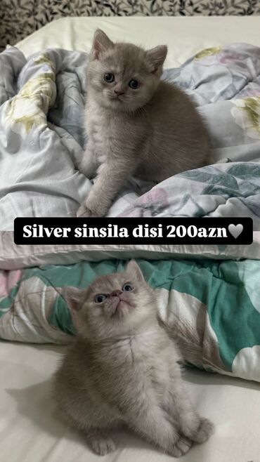 Pişiklər: Şinşilla, Erkək, Dişi, Ünvandan götürmə