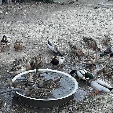 cex quşlar: Satlıq ördək sürüsü. Şəkillərdə həm erkək, həm də dişi ördəklər — 6