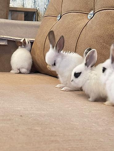 bala dovşanlar: Mini dekorativ dovşan balaları - Rəng: əsasən ağ kürk, qulaq — 8