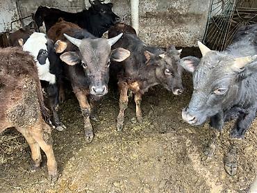 Коровы, быки: Продаю | Бык (самец) | Привязанные — 2