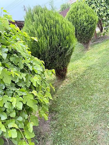 Продажа коттеджей и домов: Дом совхоз ала тоо с ремонтом,кондиционер,отопление комбинированный,3 — 5