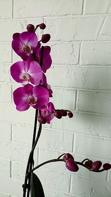 Орхидеи: Большой выбор сортовых орхидей. высота растений 70 см — 14