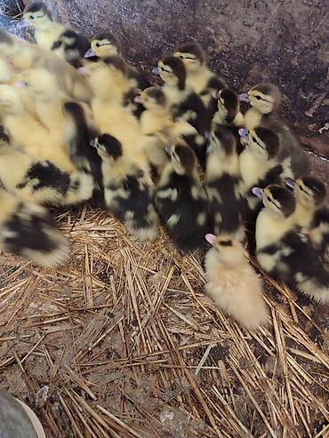 quşlar: Muscovy ördək balaları (indo-ördək civcivləri) - Cins: Muscovy — 2