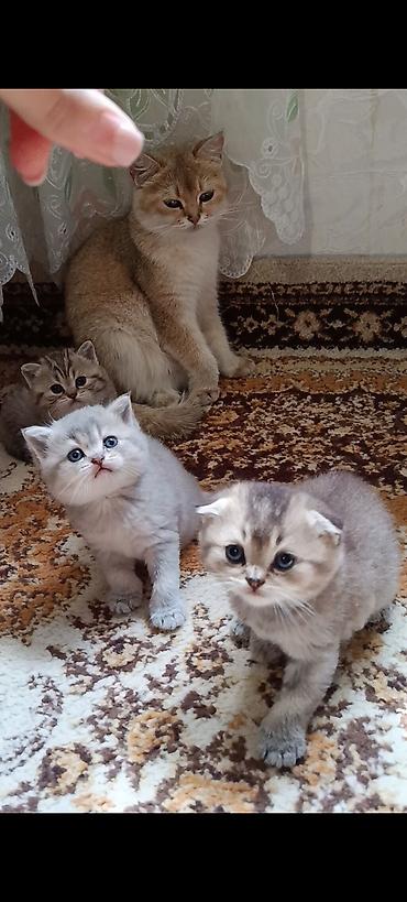 Pişiklər: Şinşilla — 7