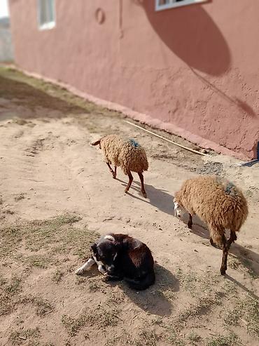 Mal-qara: Dişi quzular cütü 460 manata real alıcıya endirim olacaq — 7