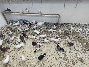 Digər heyvanlar: Satılır 4 manatdan hamsi tutulma heyvanlardir unvan Baki rayonlara — 3