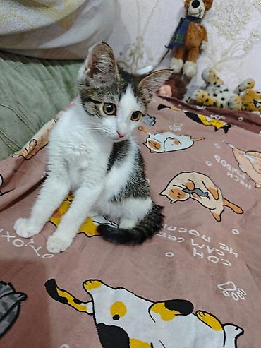 Мышыктар: 3 айлык, Ургаачы, Лотокко барууга үйрөтүлгөн, Курттардан тазаланган, Эмделген — 2