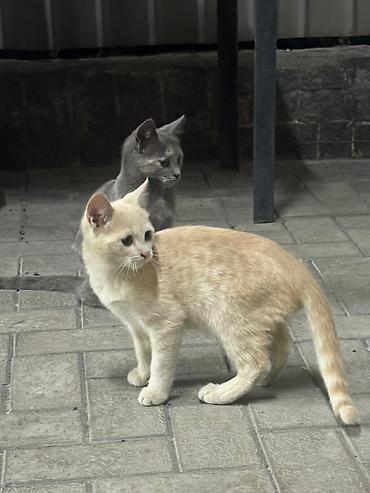 шпионские кошки: Два домашних питомца – котята. - Окрас: один светло-кремовый с едва — 4
