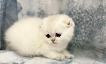 Мышыктар: Готовится к продаже шикарный котенок, мальчик. С безумно красивыми — 7
