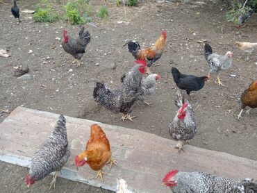 Çəngəllər: Qarışıq cins ev toyuqları sürüsü - Sürüdə həm erkək, həm dişi fərdlər