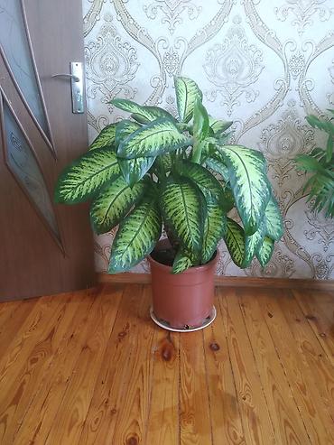 bezek bitkileri haqqinda melumat: Dieffenbaxiya (Dieffenbachia) otaq bitkisi - Böyük, sıx yarpaqlı — 2