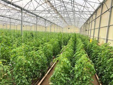 Kommersiya daşınmaz əmlakının satışı: Zirə Kəndi, 10 hektar sahəsi olan parnik satılır. 5 hektar yarım — 1