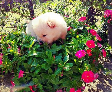 Psi: Na prodaju prelepi stenci rase Chow chow, ostenjeni 11.08.2024, cetiri — 2