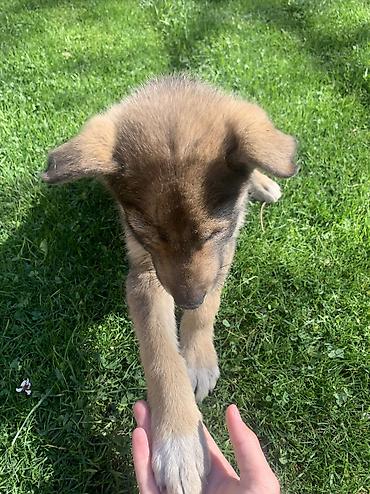 Продажа собак: Лайка, 2 месяца, Самец — 3