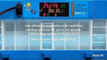 İnkubatorlar: Azerbaycanin yer yeri e cadirilma var yer bir yumurta ucun qedir ferw — 1