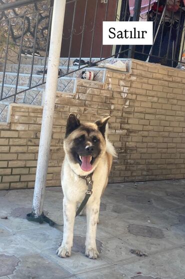 İtlər: Akita-inu, 2 il, Erkek, Peyvəndli, Ünvandan götürmə