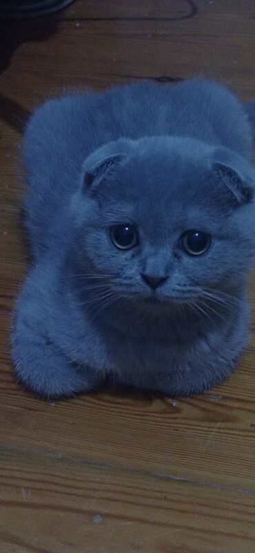 персидский кот: Продается котенок. Чистокровная шотландка вислоухая,дымчатая. дата