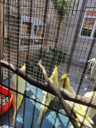 Tutuquşları: Korella 40-70 azn əl quslari bala hazir quslar tutuqusu quslar papuqay — 4