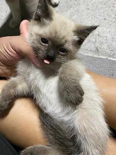 коты бишкек: Котята даром, помёт разноокрасочный. - Возраст: котята ещё маленькие — 2