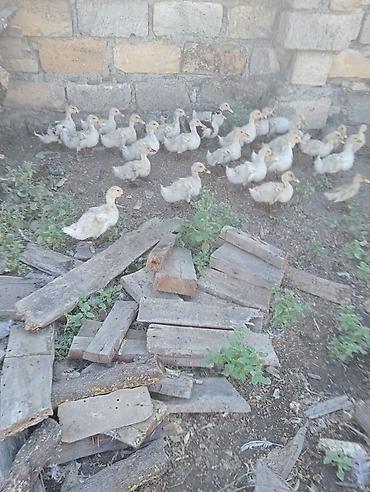 lal ordəklərin satışı: Məhsul: Pekin Ördək balaları Təsvir: - Təbii şəraitdə saxlanılan — 1