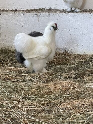 Другие птицы: Salam pon pon cinsli toyoqların yumurtası satılır xoruzu coxx akdivdir