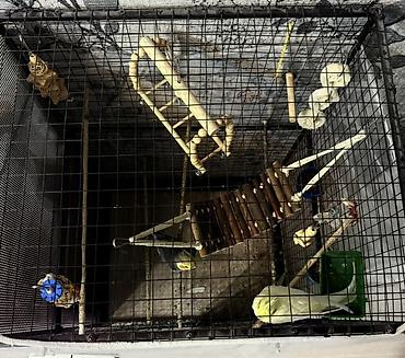 попугай корелла: СРОЧНО! Продам клетку и попугаев!! Клетка: ширина 62, длина 50, высота — 3