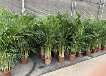 Пальмы: Пальмы Дипсис Монстеры, Бадьян Аннисовый,Корица, Стрелиция at lalafo.kg — 12 Пальмы: Пальмы Дипсис Монстеры, Бадьян Аннисовый,Корица, Стрелиция — 12