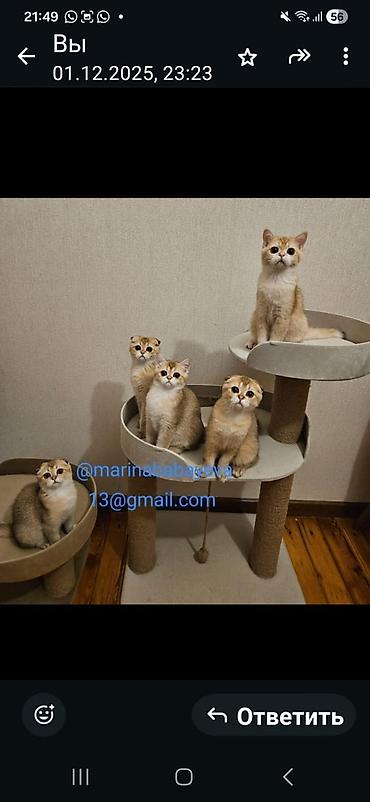 Pişiklər: Şotland — 4