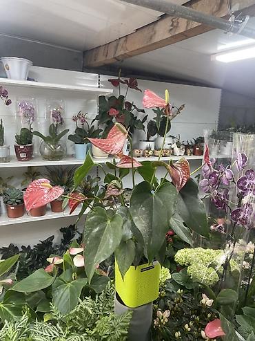 Ананасово-розовый антуриум (Anthurium andreanum) в декоративном lalafo.kg да Ананасово-розовый антуриум (Anthurium andreanum) в декоративном