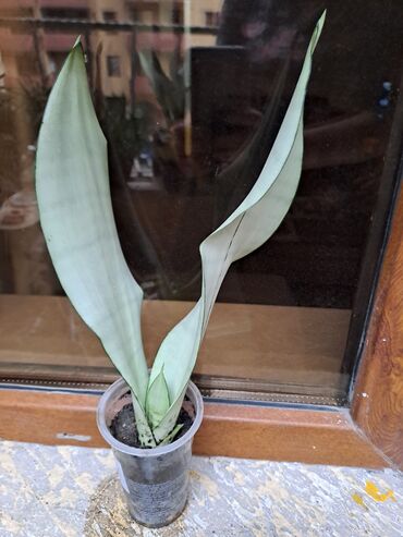Otaq bitkiləri: Сансивьера голубая — 7