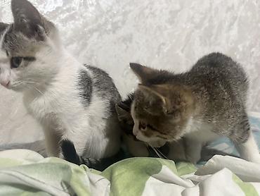 Раздам бесплатно хорошие руки Котята, короткошёрстные, окрасы