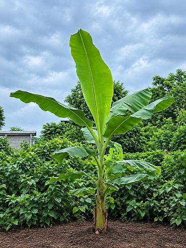 сколько стоит черная смородина на рынке: Продаю бананы ПЛОДОВЫЕ, сорт: Acuminata. Плодятся на второй год — 3